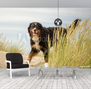 Picture of bernese mountain dog in the grass on sand dunes
